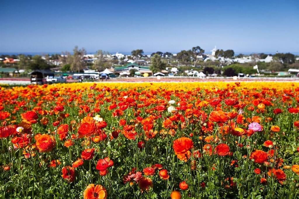 Walk To Beach, Ac, Firepit, Grill Carlsbad
