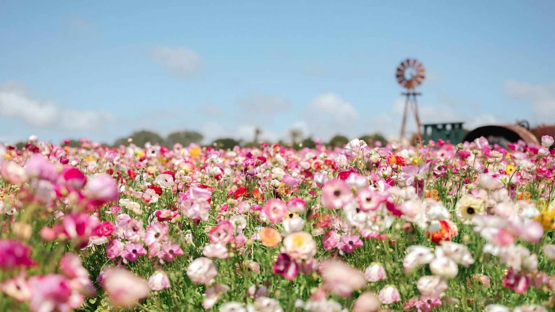 Hotel Staybridge Carlsbad/san Diego By Ihg 3*