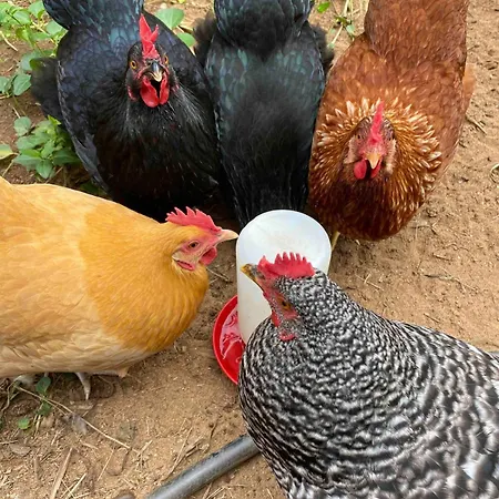 Tropical Retreat For Whole Family Fresh Eggs Made To Entertain * Carlsbad