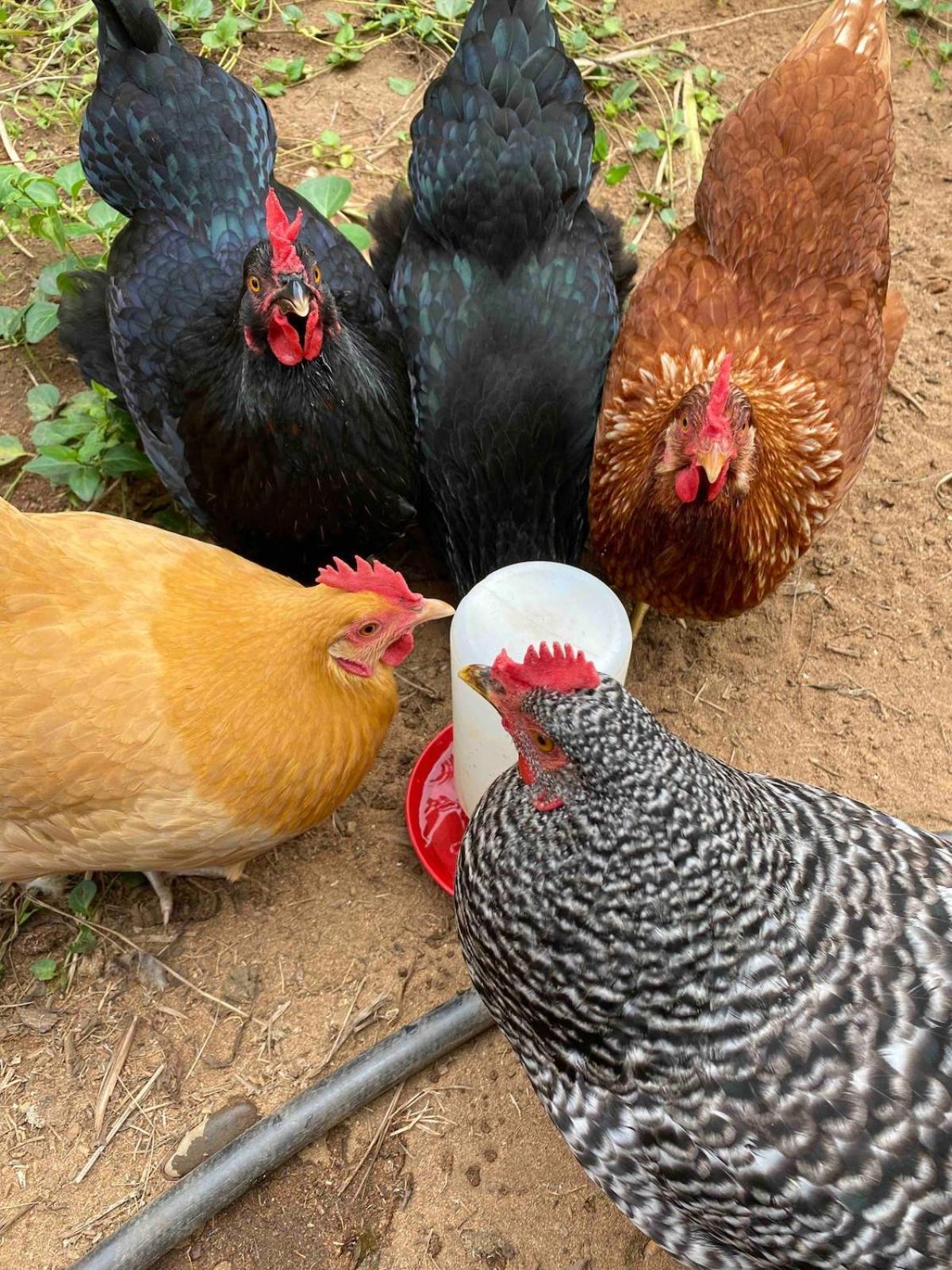 Tropical Retreat For Whole Family Fresh Eggs Made To Entertain * Carlsbad
