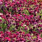 Holiday Inn Express Hotel & Suites Carlsbad Beach By Ihg