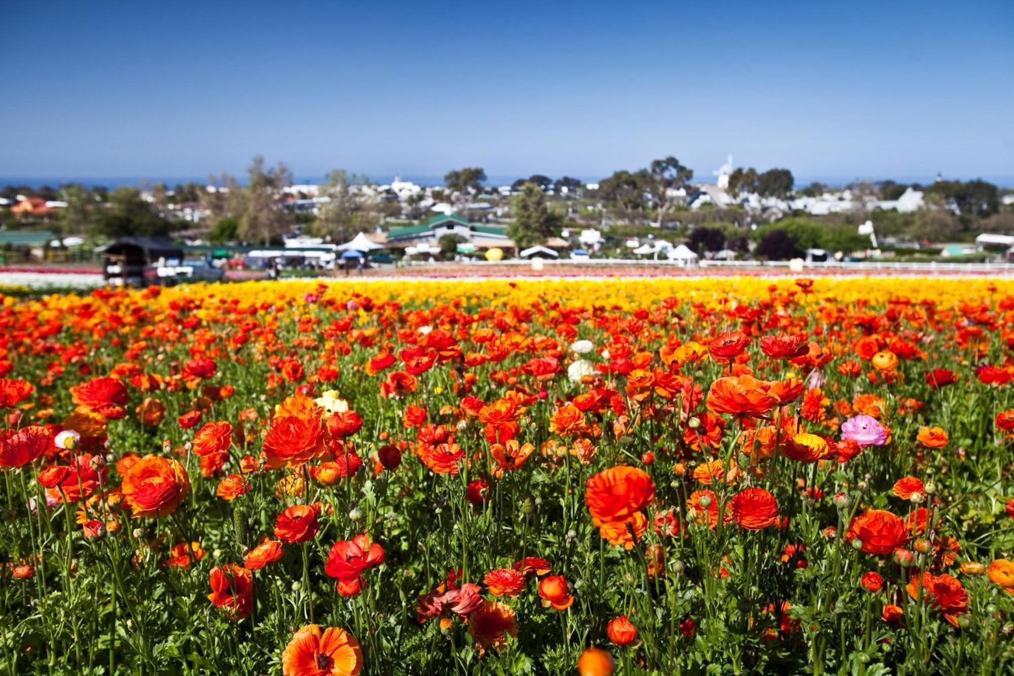 Oceanview Rooftop Patio - Walk To The & Park Holiday home Carlsbad