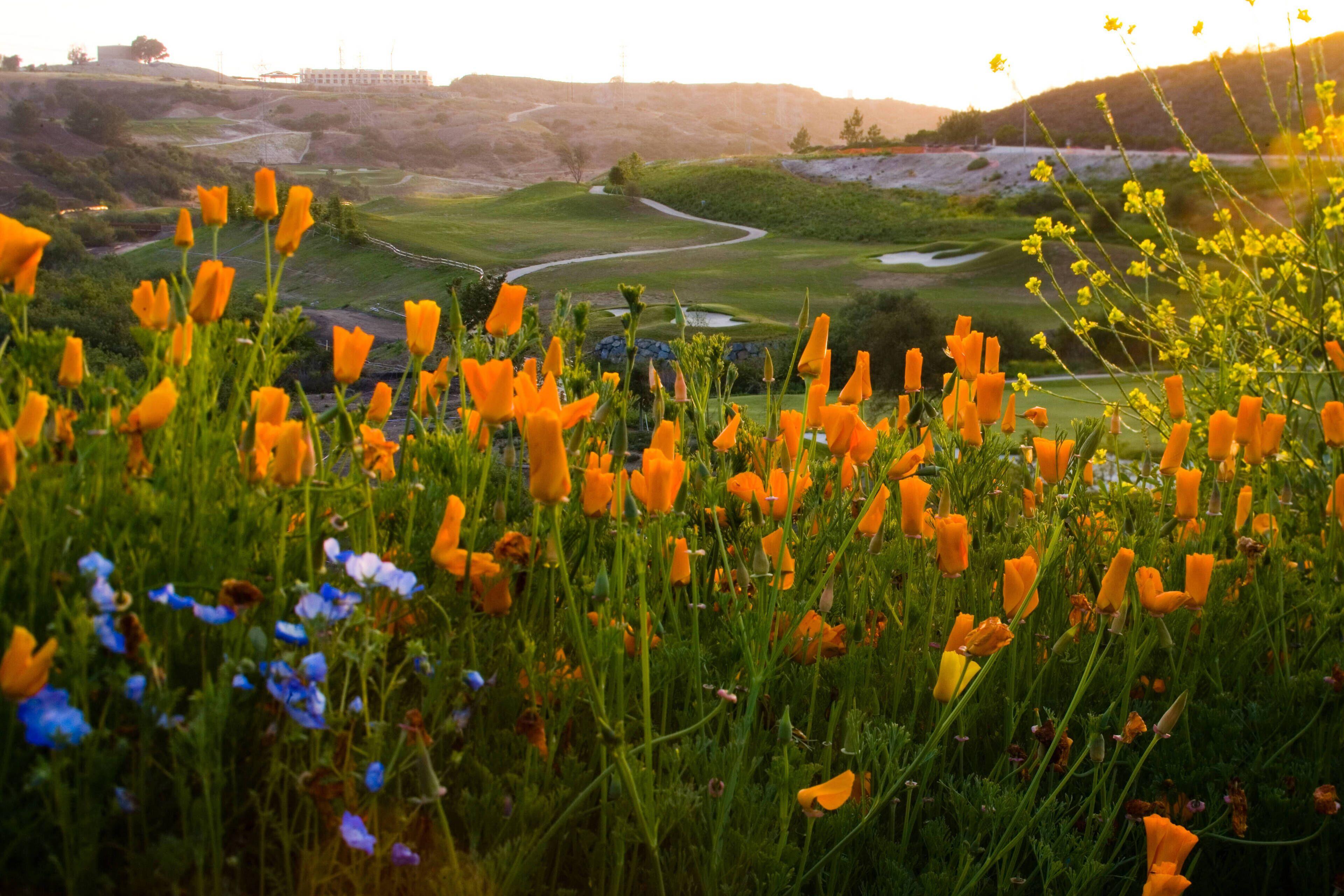 Resort Solea, Autograph Collection